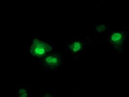 LENG1 Antibody (clone OTI 9H5)