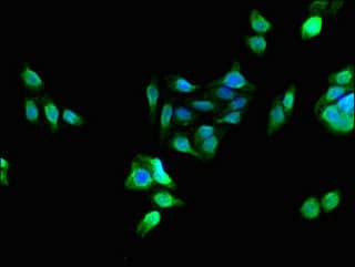 PCTP Antibody