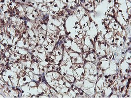 Monoclonal Mouse anti-Human APMAP / C20orf3 Antibody (clone 4F6, Carrier-free, IHC, WB)