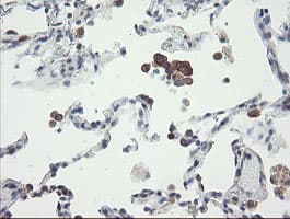 VBP1 Antibody (clone OTI2E6)