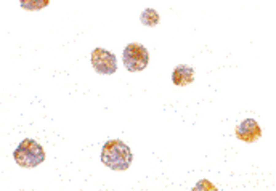 IHC-plus™ TP53AIP1 / p53 AIP1 Antibody