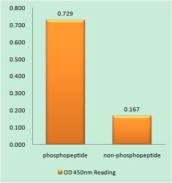 FHIT Antibody (phospho-Tyr114)