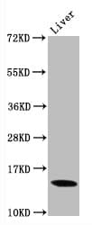 HIST1H3A Antibody