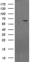 NDOR1 Antibody (clone OTI1E3)