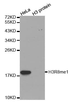 Histone H3 Antibody (Methyl-Arg8)