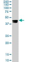 CMAS Antibody (clone 5A2)