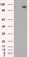 PAS Kinase / PASK Antibody (clone OTI11D8)