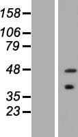 ASB5 Protein (Over-Expression Lysate Myc-DDK (Flag))