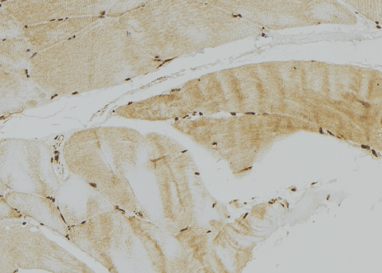 GFER Antibody