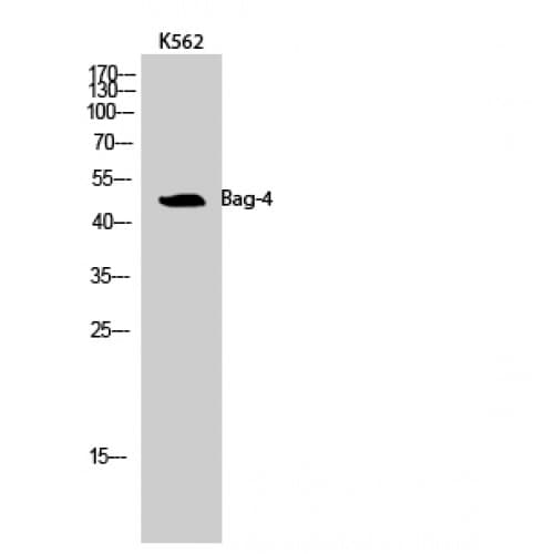 BAG4 / SODD Antibody (C-terminal)