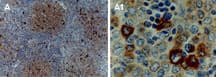 TRAF1 Antibody (aa1-22)