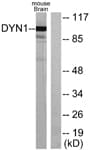 DNM1 / Dynamin Antibody (aa740-789)