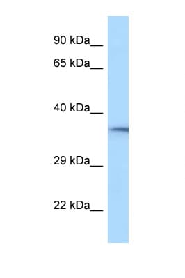 Polyclonal Rabbit anti-Rat HVCN1 / HV1 Antibody (C-Terminus, WB)
