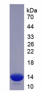 Mouse CD66a / CEACAM1 Protein (Recombinant His)