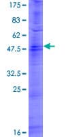 Human OR6F1 Protein (Recombinant GST)