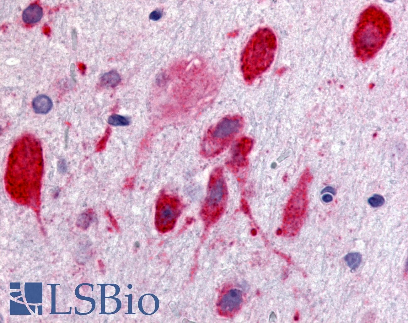 IHC-plus™ GPR171 Antibody (Cytoplasmic Domain)