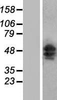 SH3BGR Protein (Over-Expression Lysate Myc-DDK (Flag))