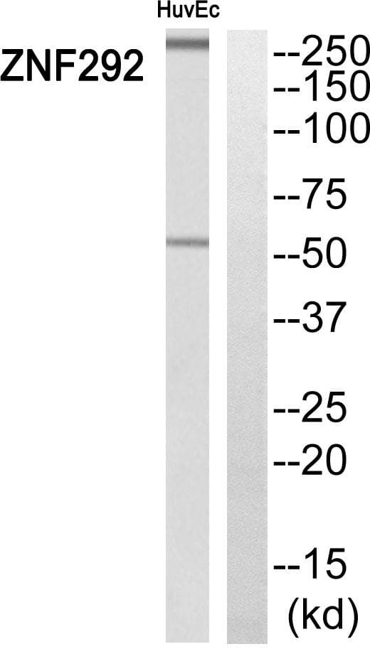 ZNF292 Antibody