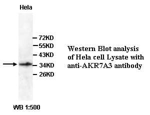 Polyclonal Rabbit anti-Human AKR7A3 Antibody (Internal, IHC, WB)