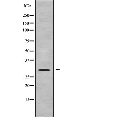 GEMIN8 Antibody