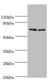 TNFRSF21 / DR6 Antibody (aa371-655)
