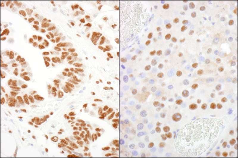 CPSF160 / CPSF1 Antibody (aa1392-1442)