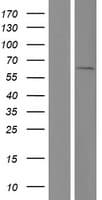 CBX2 Protein (Over-Expression Lysate Myc-DDK (Flag))