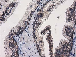 EIF4E2 / IF4e Antibody (clone OTI1F11)