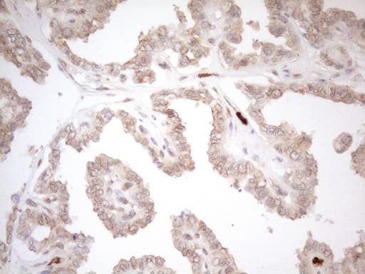 Monoclonal Mouse anti-Human ZNF69 Antibody (clone OTI3C3, Carrier-free, IHC, WB)