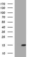 MSMB / MSP Antibody (clone OTI2H1)