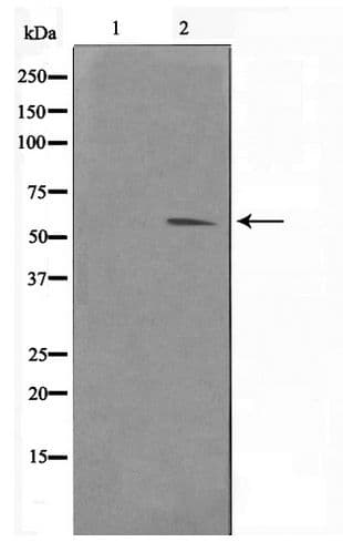Polyclonal Rabbit anti-Human HDAC3 Antibody (IHC, IF, WB)