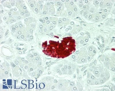 PathPlus™ Monoclonal Mouse anti-Pig Insulin Antibody (clone SPM531, aa1-84, IHC, IF)