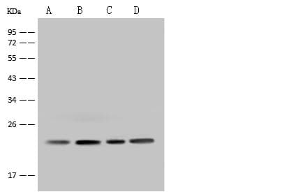 Polyclonal Rabbit anti-Human MRPS26 Antibody (IHC, IF, WB)