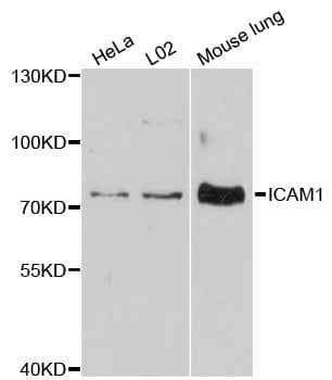 ICAM-1 / CD54 Antibody