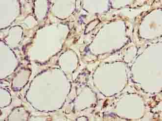 PADI3 Antibody