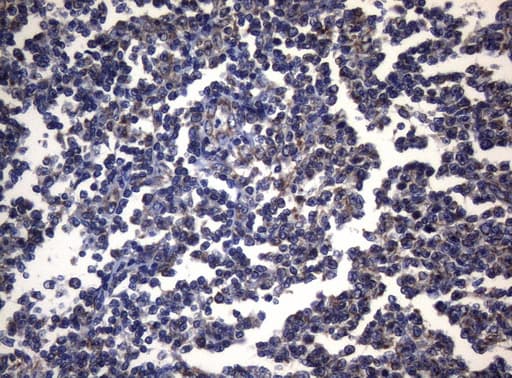 PITPNB Antibody (clone OTI6H10)