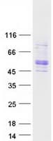 Human TSAP6 / STEAP3 Protein (Recombinant Myc-DDK (Flag))