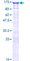 Human SLC4A1AP / Kanadaptin Protein (Recombinant GST)