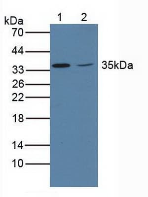 OTUB1 / OTU1 Antibody (aa1-271)