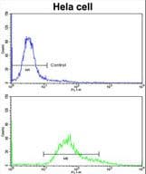 PDIA6 / ERP5 Antibody (aa144-172)