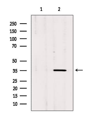 OR17-40 / OR3A1 Antibody