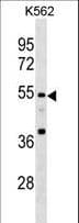 EIF3E Antibody (aa248-276)