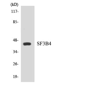 SF3B4 Antibody (aa49-98)