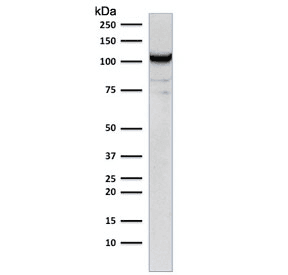 PECAM-1 / CD31 Antibody (clone C31.12)