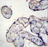 TRIP13 Antibody (aa363-392)