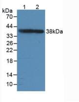 GAP43 Antibody (aa8-226, APC)