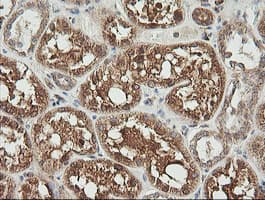UBE2G2 Antibody (clone OTI1B10, Carrier-free)