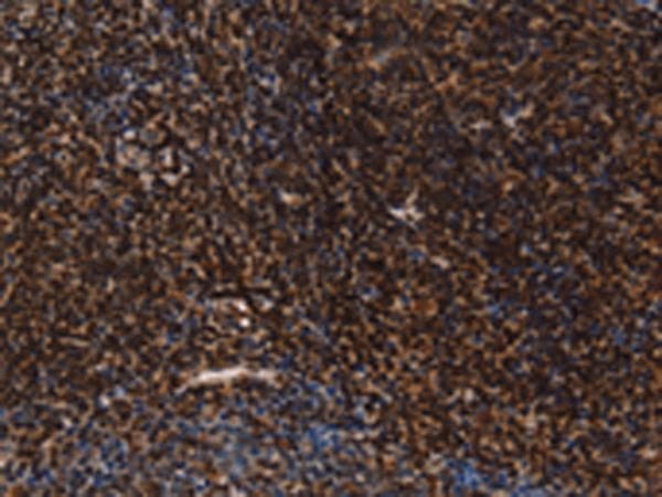 LMNB1 / Lamin B1 Antibody