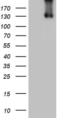 ITGAD / CD11d Antibody (aa18-418, clone OTI2F8)