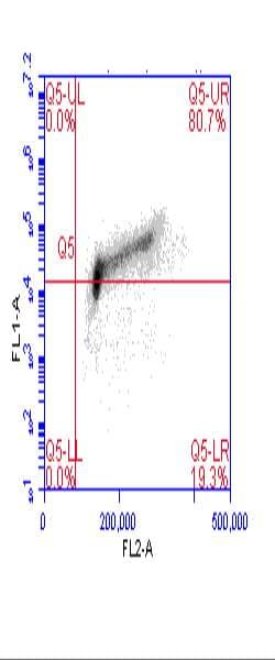 MCM2 Antibody (phospho-Ser40/41)